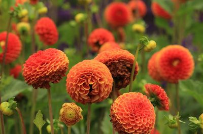 Close-up of red flowering plants