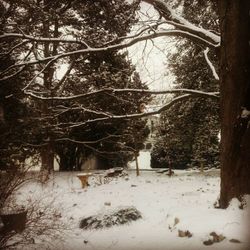 Bare trees in forest