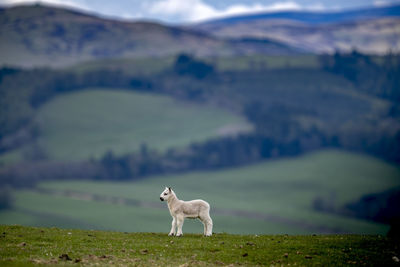 A young spring lamb stands solitary in a field in the scottish borders