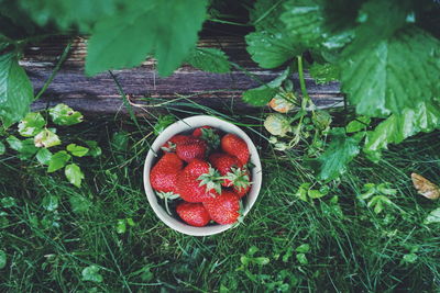 Close-up of strawberries in bowl at farm