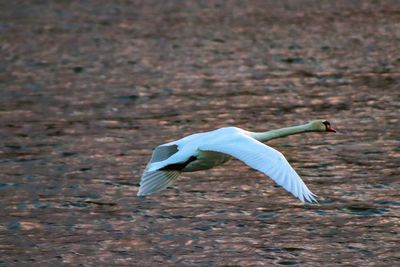 Seagull flying over a land