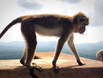 Side view of a monkey on mountain against sky