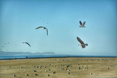 Flock of seagulls flying over beach