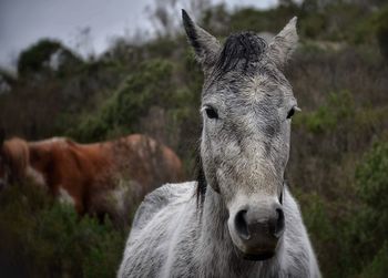 Horses against plants