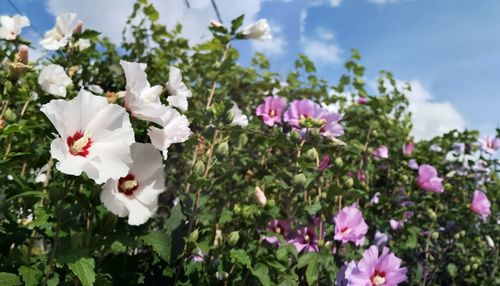 Close-up of white flowering plants