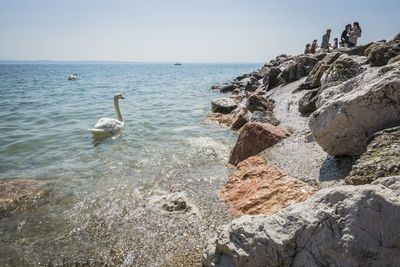 Swan on rock by sea against clear sky