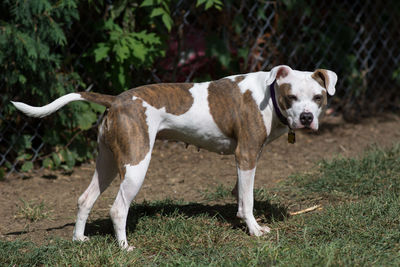 Portrait of boxer dog