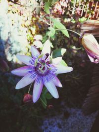 Close-up of purple flowers blooming outdoors