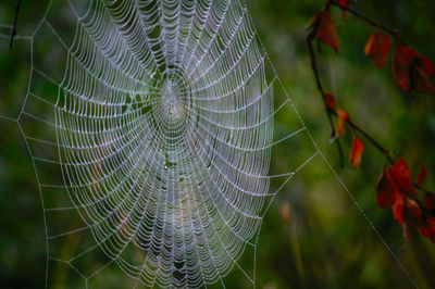 Close-up of spider web on plant