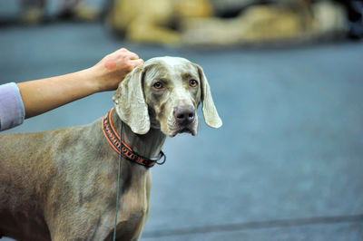 Portrait of dog sticking out tongue on hand