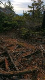 Trees in forest