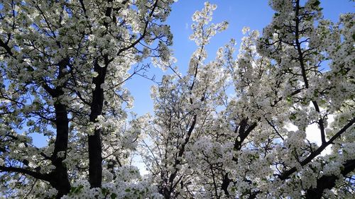 Low angle view of apple blossoms in spring