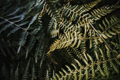 Full frame shot of pine tree