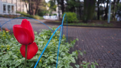 Close-up of red rose on footpath