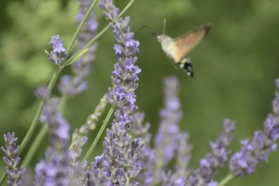 Close-up of butterfly pollinating on purple flowering plant