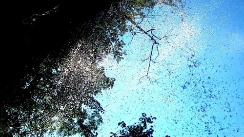 Low angle view of trees against sky