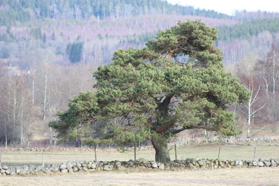 Scenic view of trees on land