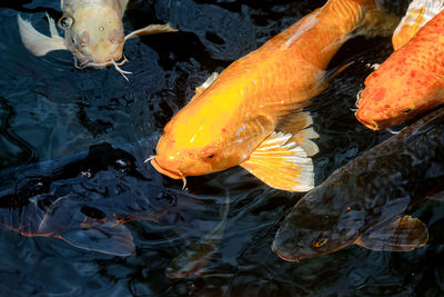 High angle view of koi fish in lake