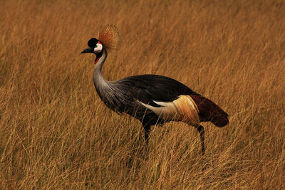 Side view of a bird on field