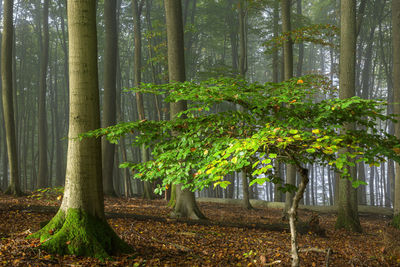 Trees in forest