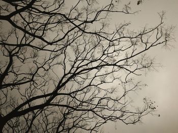 Low angle view of bare trees against sky