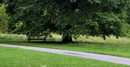 Trees in park