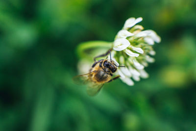 Close-up of bee pollinating on flower