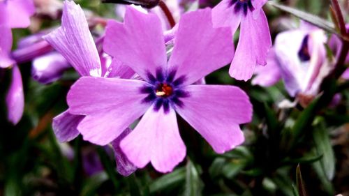 Close-up of pink flowers