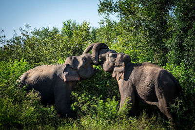 View of elephant on field