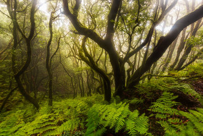 Scenic view of forest