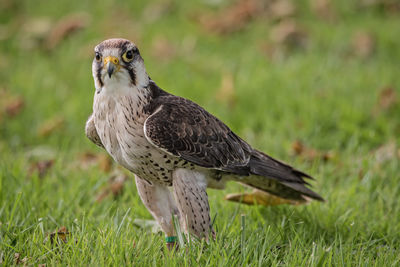 Portrait of osprey