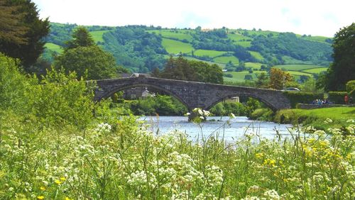 Arch bridge over river against trees