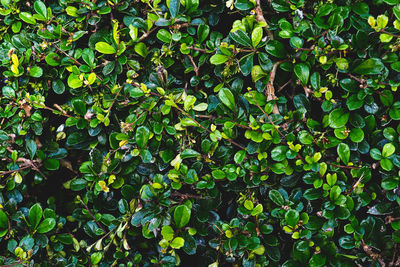 Full frame shot of fresh green leaves