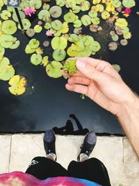 Close-up of hand holding flowering plant