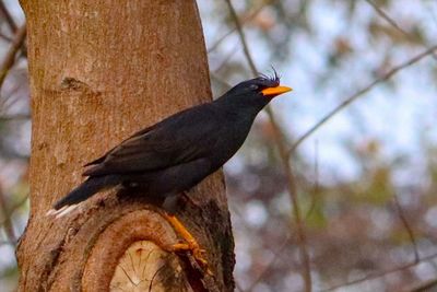 Low angle view of bird perching on tree trunk