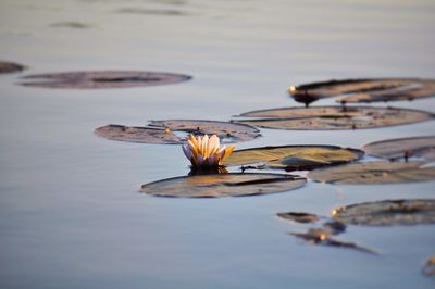 High angle view of water lily with lily pads growing in lake