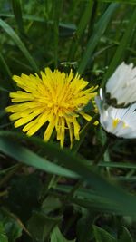 Close-up of yellow flower blooming outdoors