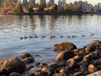 Geese in coal harbour