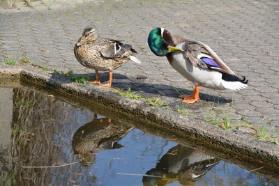 Ducks perching by pond