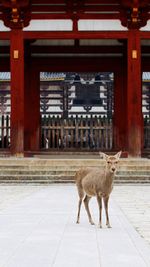 View of deer on street