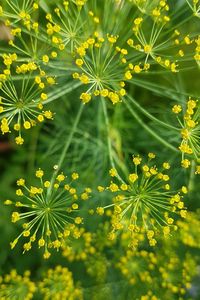 Close-up of yellow flowering plant