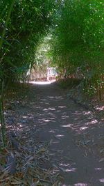 Wet tree during rainy season