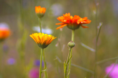 Close-up of yellow flowers blooming outdoors