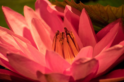 Close-up of pink flower