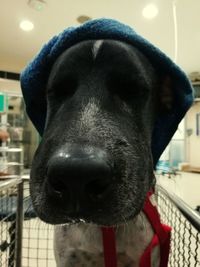 Close-up portrait of a dog