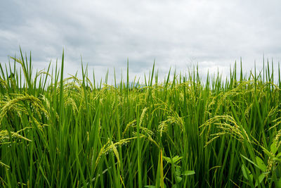 Crops growing on field against sky