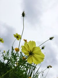 Close-up low angle view of flowers