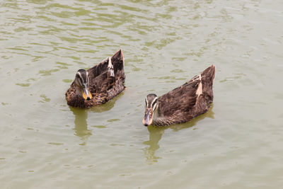 High angle view of duck swimming in lake