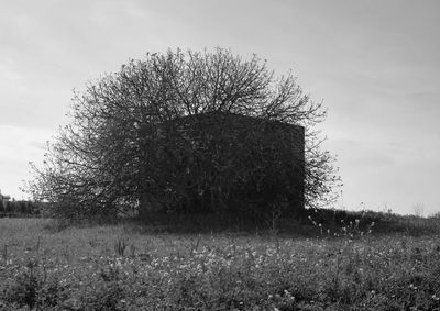 Tree on field against sky