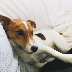 Close-up portrait of dog relaxing on bed at home